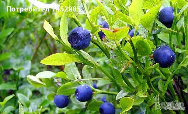 Черна горска боровинка, снимка 2 - Домашни продукти - 55367898