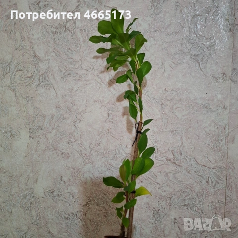 Стайно Цвете Исусов Венец, снимка 2 - Стайни растения - 54111064