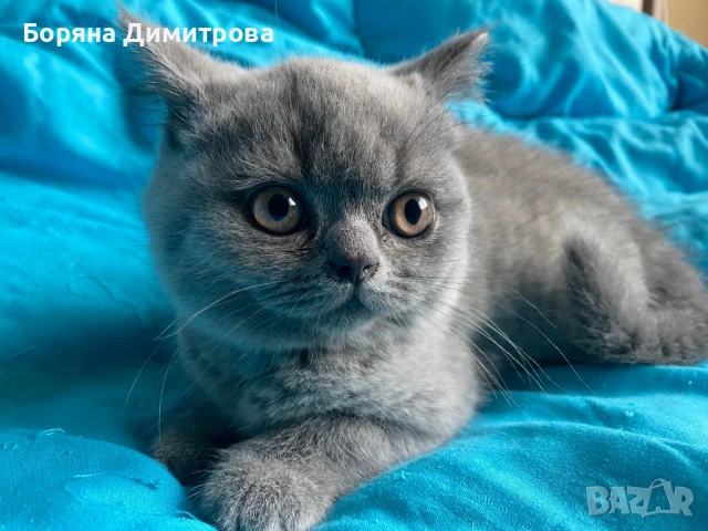 Британско късокосместо коте, снимка 3 - Британска късокосместа - 54629905