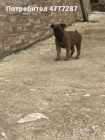 Кученца белгийска овчарка малиноа микс – пазачи, 50 дни, спешно“, снимка 7 - Белгийска овчарка - 54039876