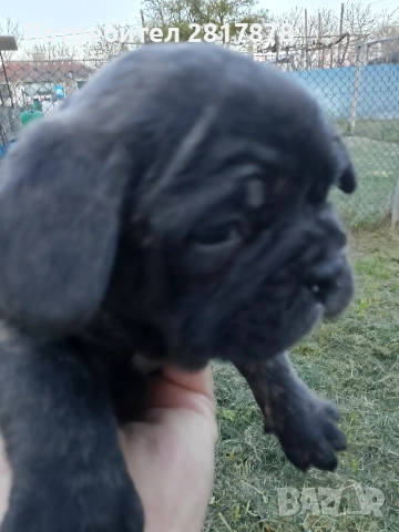 френски булдог 