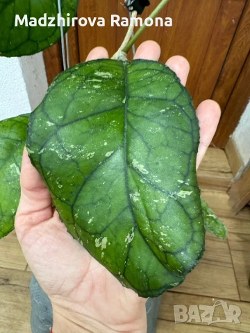 Hoya Хоя Svetlana , снимка 4 - Стайни растения - 54569646