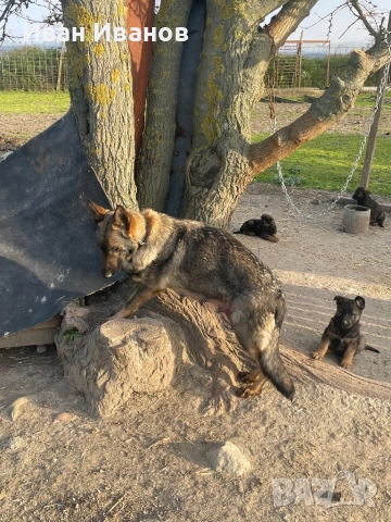 Немска Овчарка Сивак, снимка 4 - Немска овчарка - 54196161