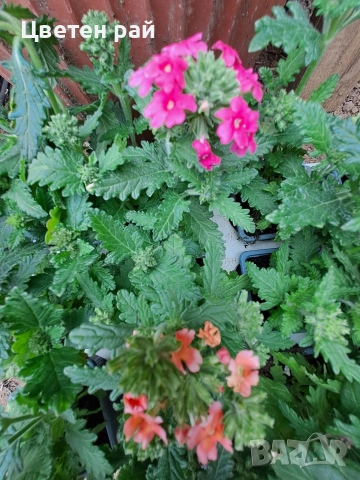 Вербена няколко цвята , снимка 5 - Градински цветя и растения - 54282743