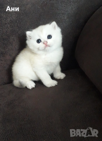 Котенца Момчета Като Борчета, снимка 6 - Британска късокосместа - 54379889