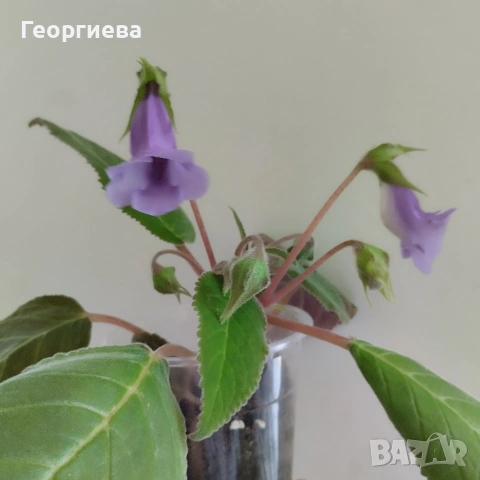 разменям
