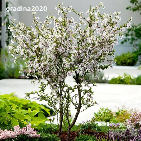 Японска вишна  (Фуджи череша)