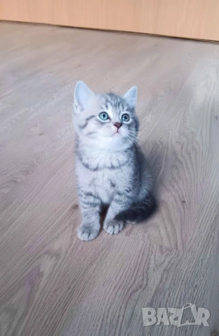 Британска и шотландска късокосместа 