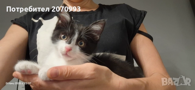 Подарявам коте, снимка 7 - Други - 55072037