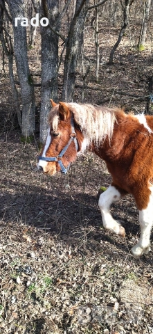 Кобила, снимка 7 - Коне - 54316822