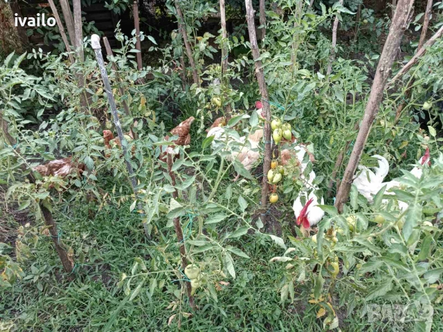 Продавам петли