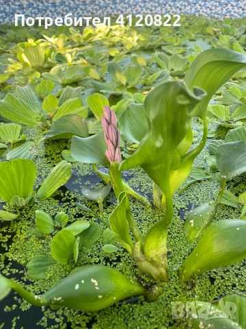Прекрасни водни растения