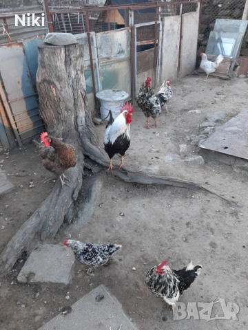 Продавам минало годишни кокошки 5бр.и два броя петли, снимка 7 - други­ - 54037464