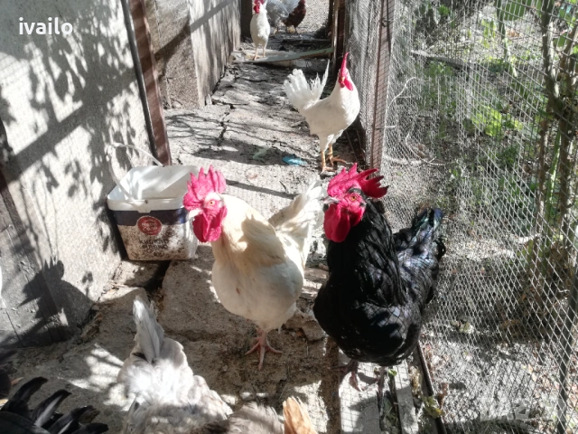 Продавам петли, снимка 2 - Кокошки и пуйки - 54250206