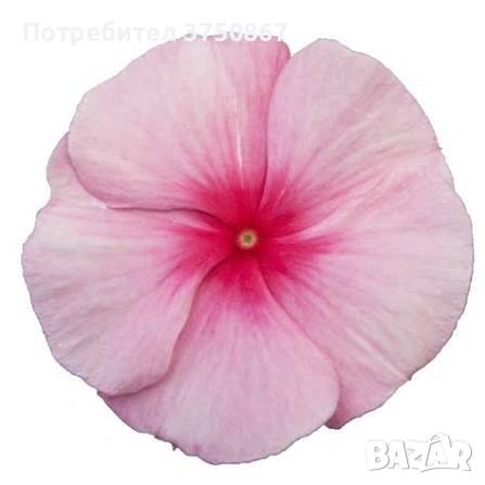 🌸🩷🌸 Каскадна винка (Vinca Darling Cascade Strawberry), снимка 4 - Градински цветя и растения - 54980278