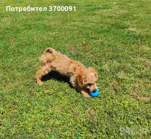 пудел мини пудел, снимка 3 - Пудели - 54710333