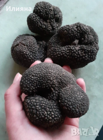 Песто,Мащерка,Бъз цвят,Лайка,Маточина,Живовляк,Самардала,Лапад,Коприва,РозмаринБял Равнец,Дива Ягода, снимка 6 - Домашни продукти - 44686378