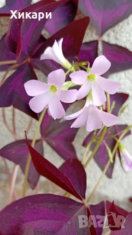 Оксалис Oxalis Triangularis , снимка 4 - Стайни растения - 55161287