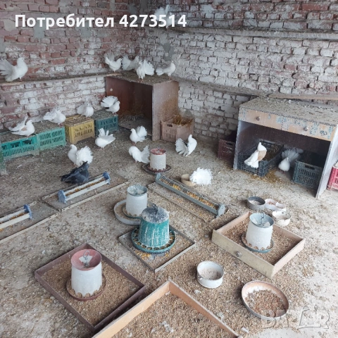 Продавам гълъби финерлии - бели и пъстри, снимка 13 - Гълъби - 53299830