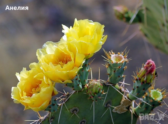 Opuntia engelmanni жълта големи растения, снимка 2 - Градински цветя и растения - 54811548