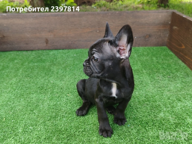 Френски булдог , снимка 8 - Френски булдог - 53832556