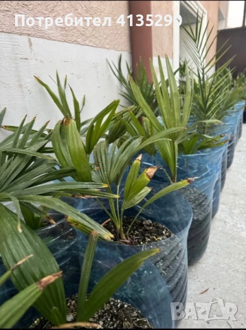 Палми - финикова и трахикарпус, снимка 7 - Градински цветя и растения - 53986087