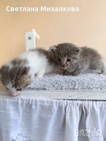 Подарявам две малки котенца , снимка 4 - Други - 54750808