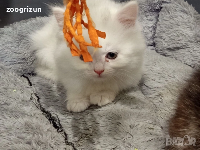 Полуперсийски котенца  момиче и момче, снимка 7 - Персийска - 54387231