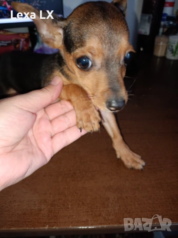 Мъжки мини пинчер, снимка 2 - Пинчер - 53644493