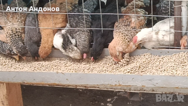 Еднодневни пиленца 