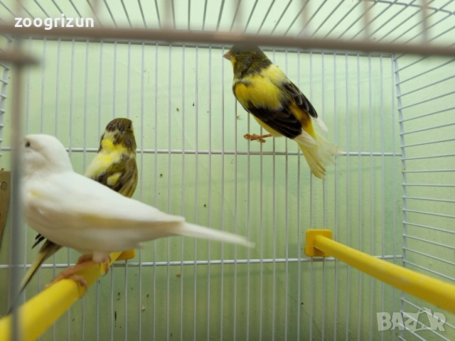 Канарчета две женски едно мъжко, снимка 4 - Канари - 53958320