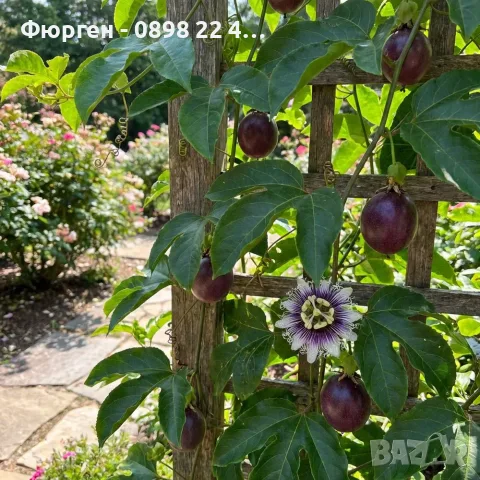 Пасифлора (Маракуя) – Passiflora edulis, снимка 3 - Разсади - 55328034