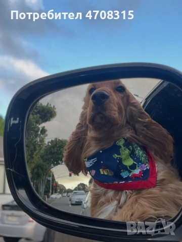 Кокер шпаньол момче родословен баща, снимка 7 - Кокер шпаньол - 54005705