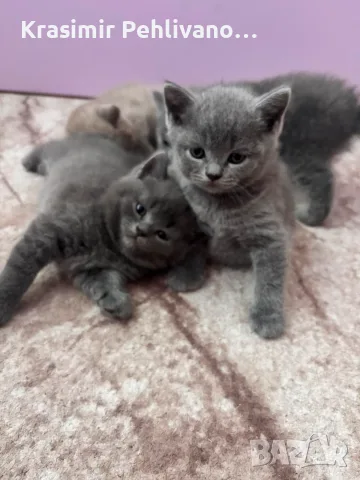 Британски сиви котенца , снимка 4 - Британска късокосместа - 55364757