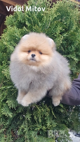 Мини Померан момче 
