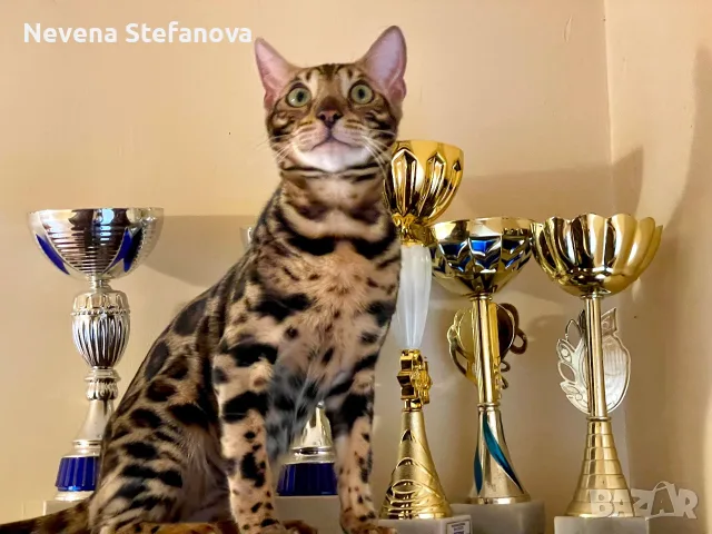Чистокръвни бенгалчета с родословие 