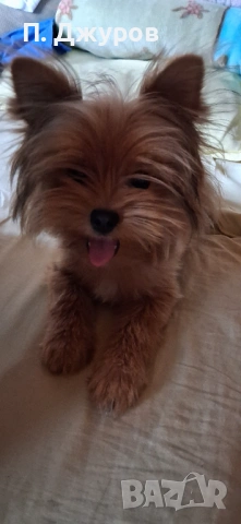 Женско кученце