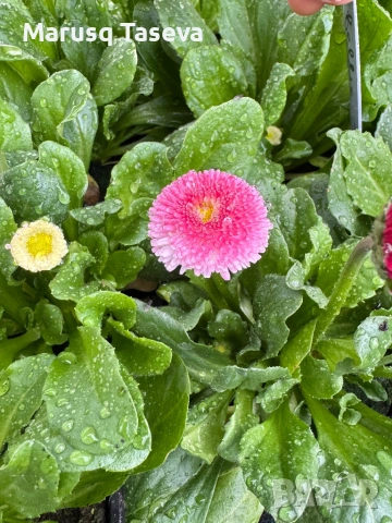 Кичест белис/паричка , снимка 4 - Градински цветя и растения - 54119476