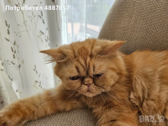 Продавам полуперсийско коте, снимка 6 - Персийска - 55313976