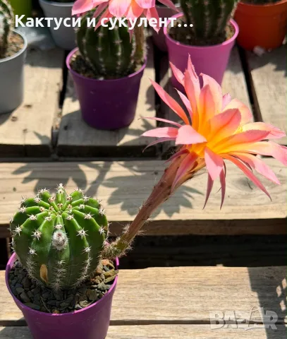 Цъфтящи Кактуси Echinopsis Hybrid омбре преливащи се цветове , снимка 11 - Градински цветя и растения - 55683810