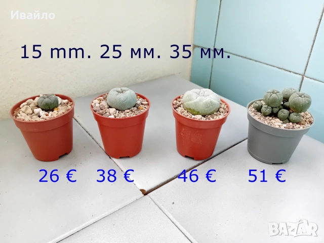 Lophophora williamsii - семена и растения, снимка 2 - Градински цветя и растения - 37860708