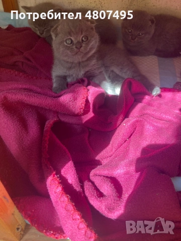 Продавам шотландски клепоухи малки котенца 😻, снимка 6 - Други - 54309809