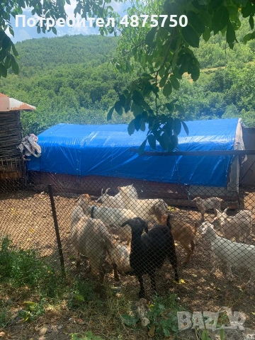 Продавам млечни кози с ярета, с. Ночево, снимка 3 - Кози - 55157889