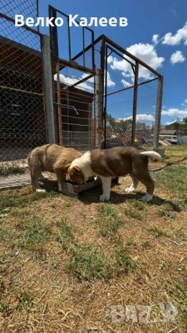 Продавам малки кученца, снимка 7 - Други - 54914765