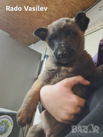 Малиноа си търсят нов дом