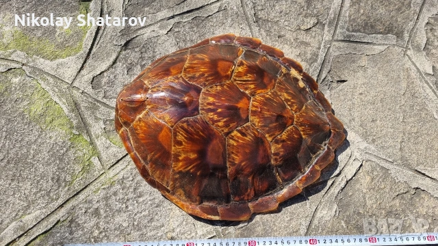 костенурка. трофей., снимка 2 - Декорация за дома - 54328941