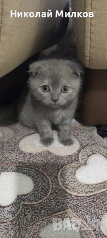 Британски котета , снимка 4 - Британска късокосместа - 54335462