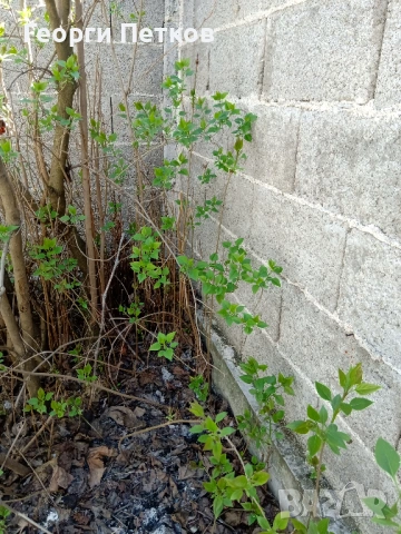 Люляк - 4 €./ бр., снимка 5 - Градински цветя и растения - 54299059