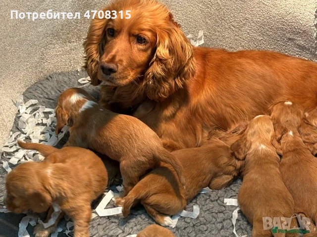 Кокер шпаньол кафяво момченце ваксина, снимка 10 - Кокер шпаньол - 54983646