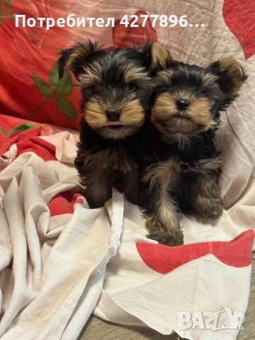  Йоркширски териерчета , снимка 3 - Йоркширски териер - 54136926
